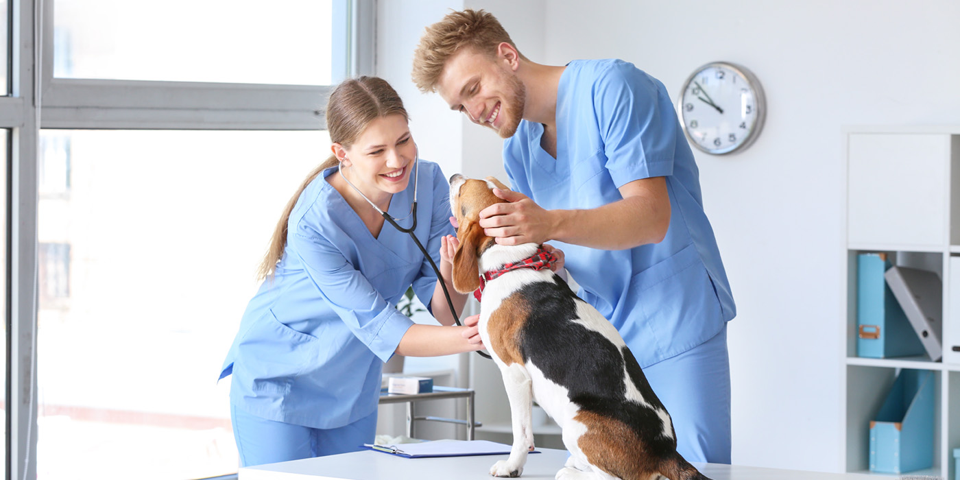 A male and female vet tech wearing scrubs smile while examining a beagle