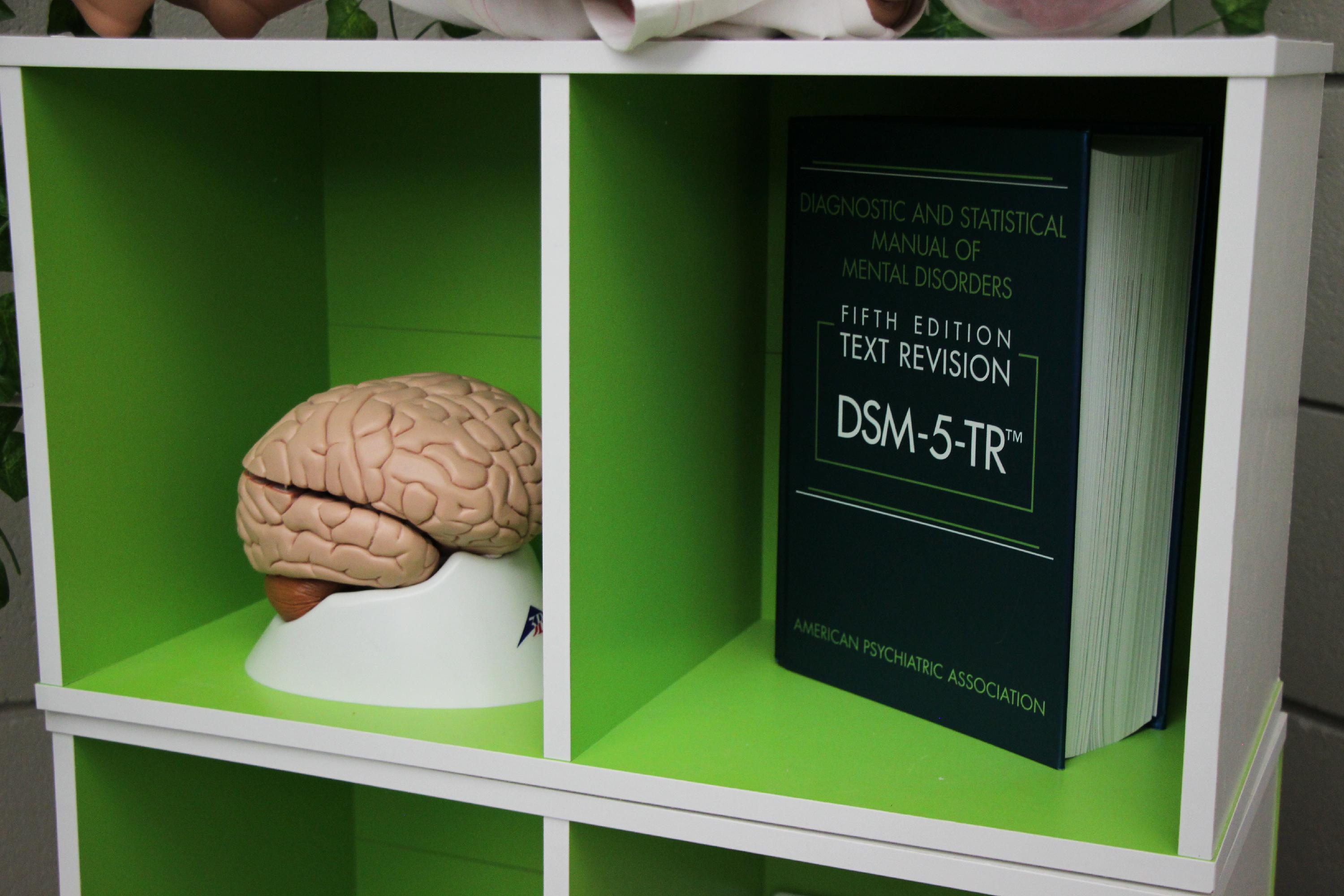A shelf with a model of a brain and a picture of a psychology book